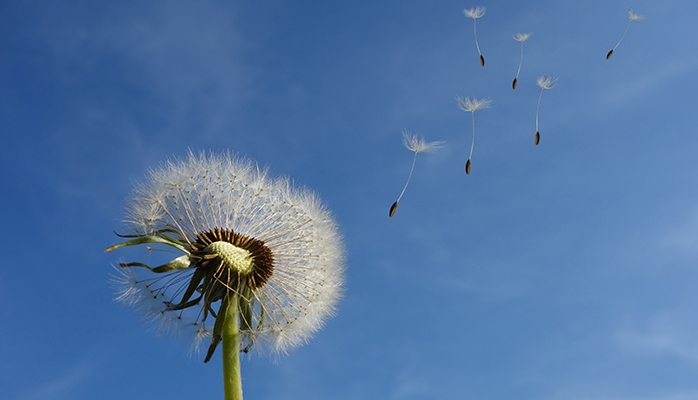 Covid-19 : des effets déjà constatés sur l'environnement